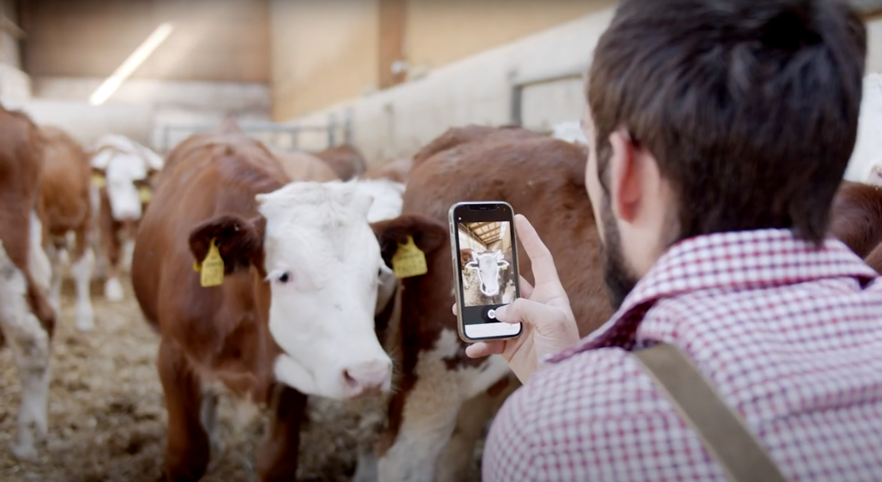 Ein Bauer fotografiert direkt in der viehworld-App eine vor im stehende Kuh im Stall
